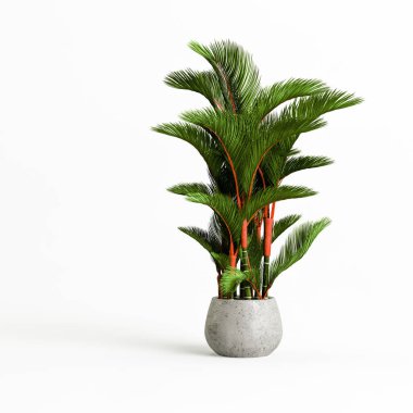 Beyaz arka planda izole edilmiş üç boyutlu beton ev bitkileri