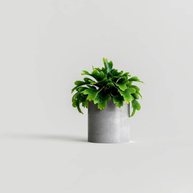 3d illustration of houseplants isolated on white background