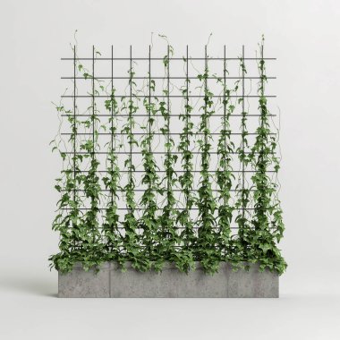 3d illustration of concrete plant tub with creeper isolated on white background