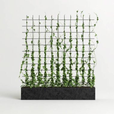 3d illustration of black plant tub with creeper isolated on white background