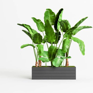 Beyaz arkaplanda izole edilmiş bir ağaç siyah çanağının 3D çizimi