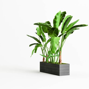 Beyaz arkaplanda izole edilmiş bir ağaç siyah çanağının 3D çizimi