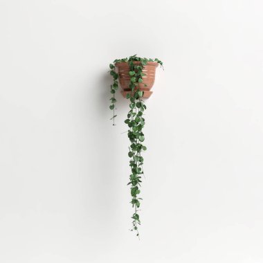 3d illustration  wall potted plant isolated on white background