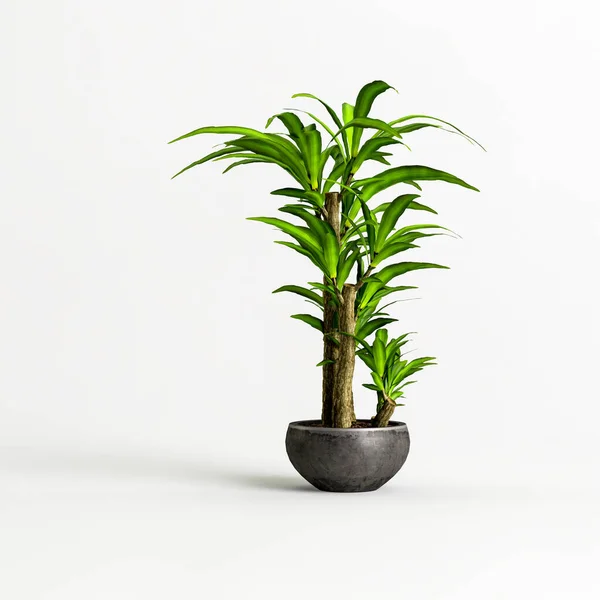 Illustration Bonsai Tree Isolated White Background — Stok fotoğraf