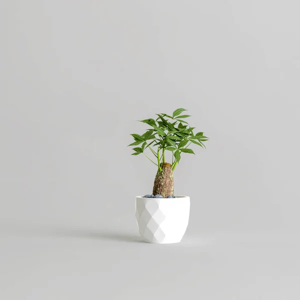 Illusztráció Bonsai Elszigetelt Fehér Alapon — Stock Fotó