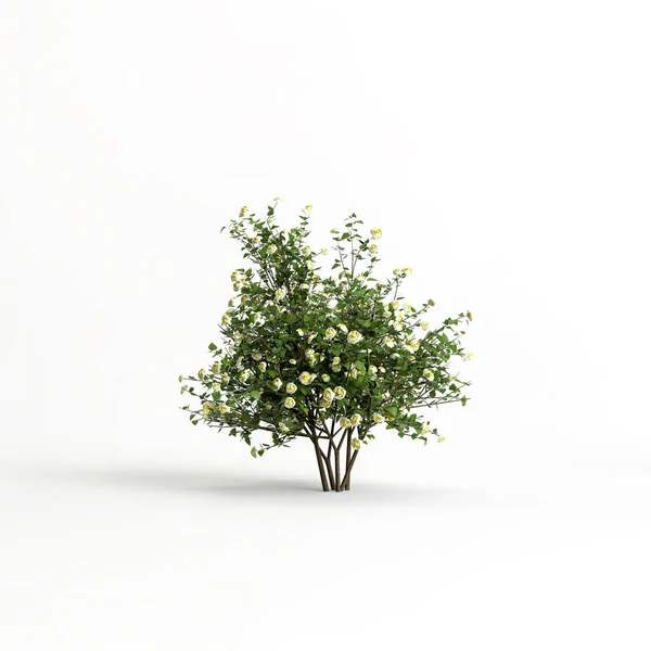 Illustration Bush Flower Isolated White Background — Φωτογραφία Αρχείου