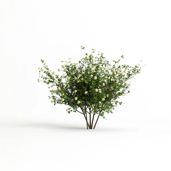 Illustration Bush Flower Isolated White Background — Foto Stock