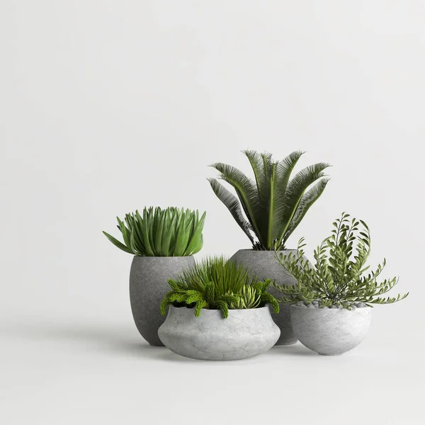 3d illustration of indoor concrete plants collection isolated on white background