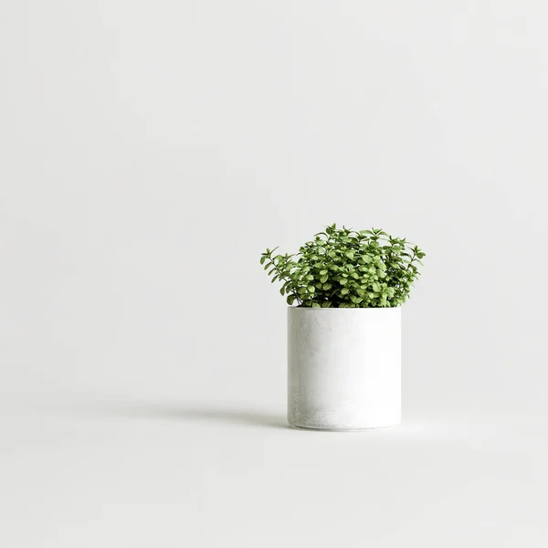 Illustration Houseplants Isolated White Background — Photo