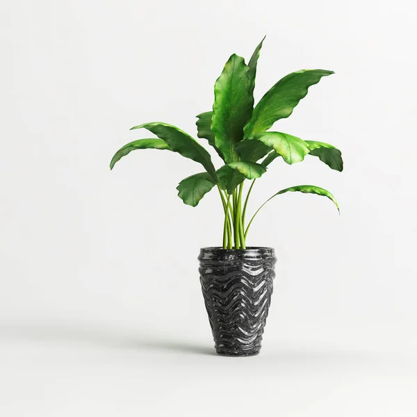 Illustration Stone Houseplants Isolated White Background — Stock Photo, Image