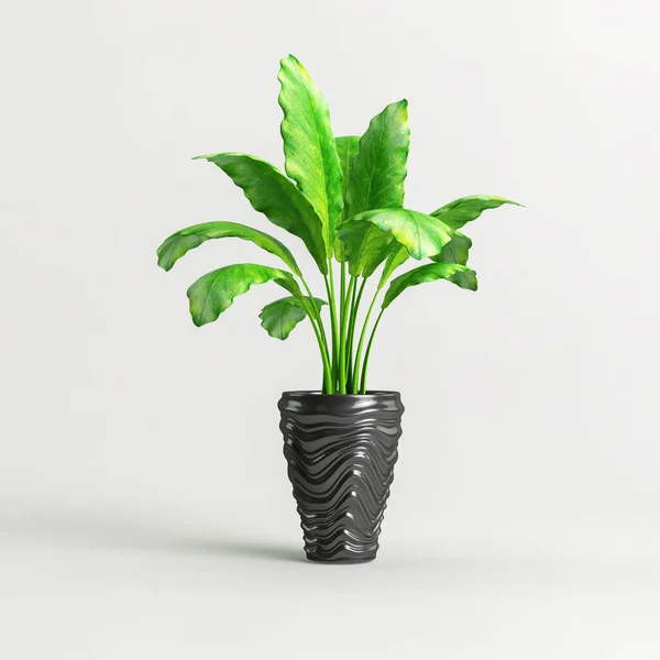 Illustration Black Houseplants Isolated White Background — Fotografia de Stock