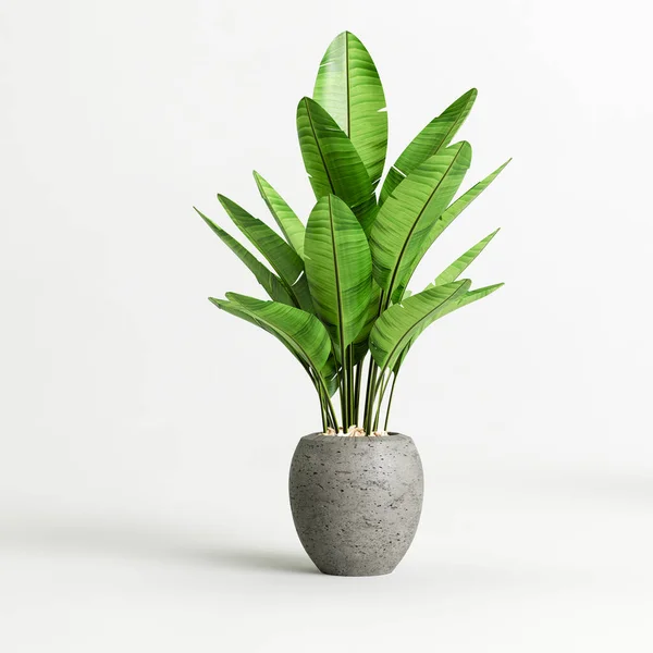 Illustration Concrete Houseplants Isolated White Background — Stock Photo, Image