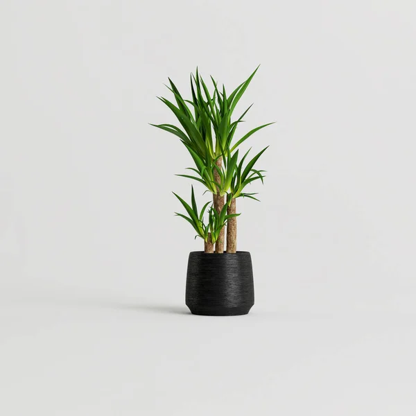 Illustration Black Houseplants Isolated White Background — Photo