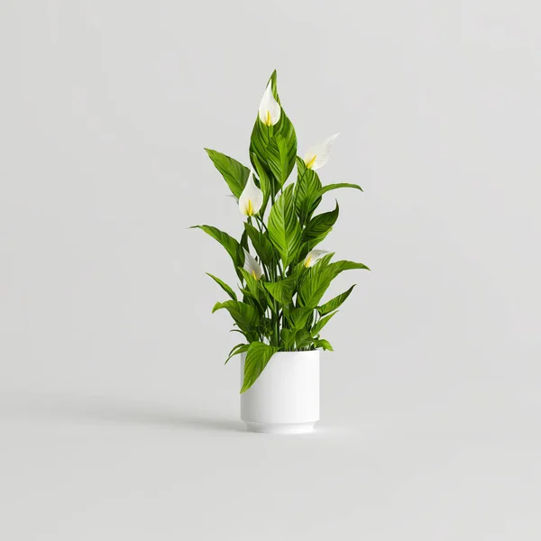 白色背景下孤立的陶瓷室内植物3D图解 — 图库照片