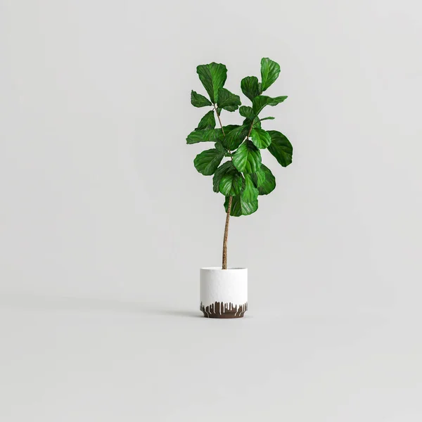 3D在白色背景下分离的家庭植物的说明 — 图库照片
