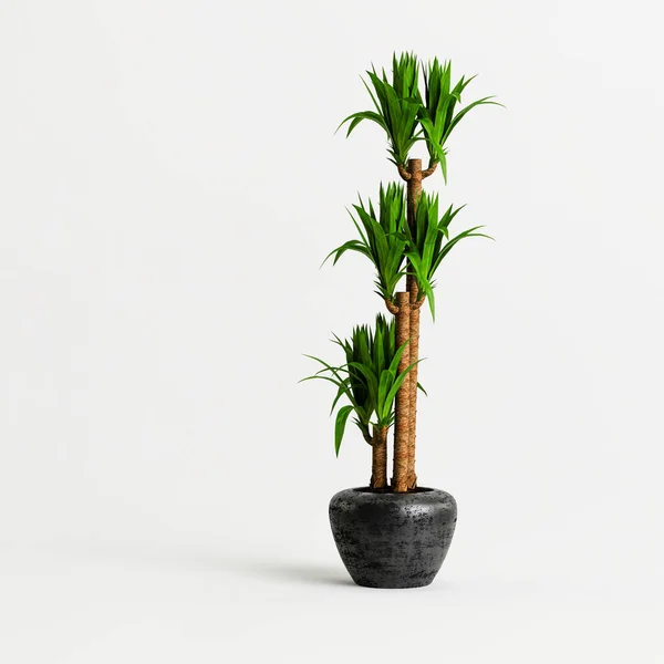 Illustration Black Houseplants Isolated White Background — Fotografia de Stock