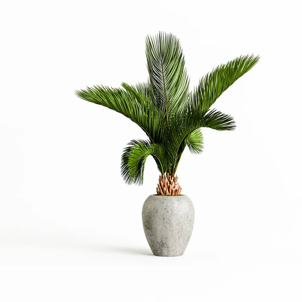 Illustration Concrete Houseplants Isolated White Background — Photo