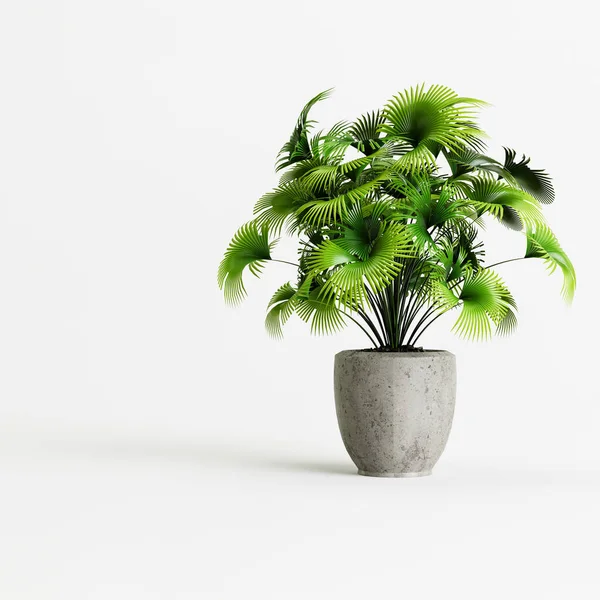 白色背景下隔离的混凝土室内植物3D图解 — 图库照片