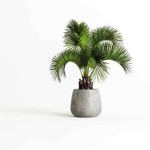 Illustration Concrete Houseplants Isolated White Background — Stockfoto