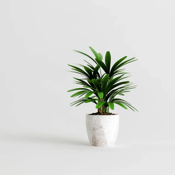 3D在白色背景下分离的家庭植物的说明 — 图库照片