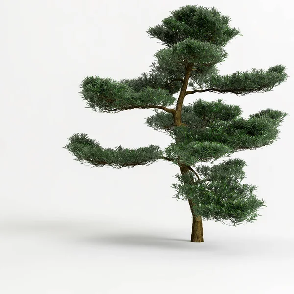 Illustration Big Bonsai Tree Isolated White Background — Stock Photo, Image