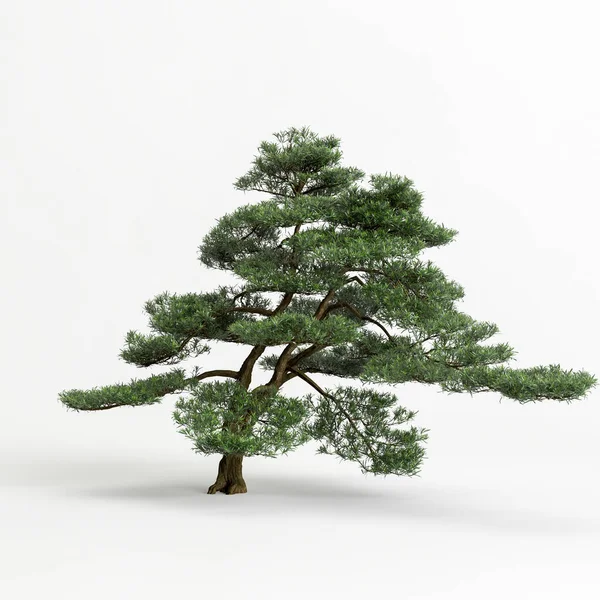 Illustration Big Bonsai Tree Isolated White Background — Foto Stock