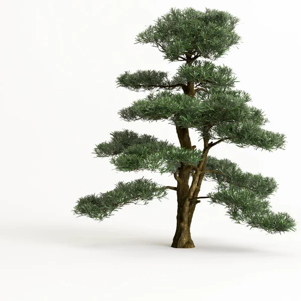 Απεικόνιση Του Μεγάλου Δέντρου Μπονσάι Απομονώνονται Λευκό Φόντο — Φωτογραφία Αρχείου