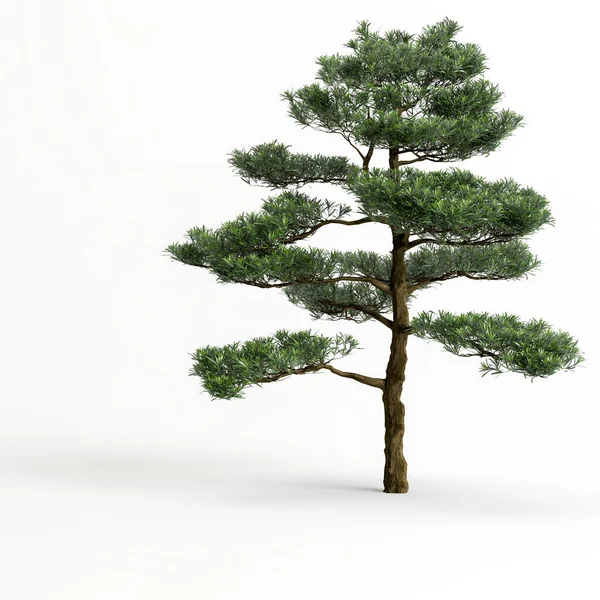 Illustration Big Bonsai Tree Isolated White Background — Stock Photo, Image