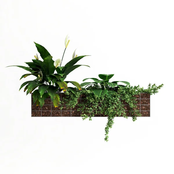 Иллюстрация Стены Ванны Растения Изолированы Белом Фоне — стоковое фото