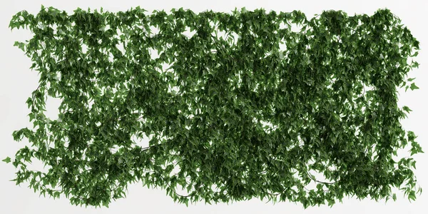 Illustration Wall Climbing Plant Isolated White Background — Stockfoto