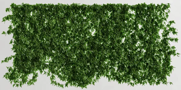 Illustration Wall Climbing Plant Isolated White Background — Stockfoto