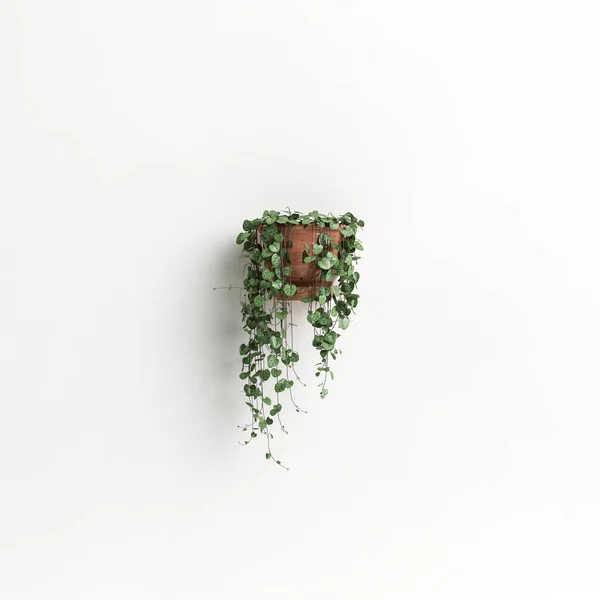 Illustration Wall Potted Plant Isolated White Background — 스톡 사진