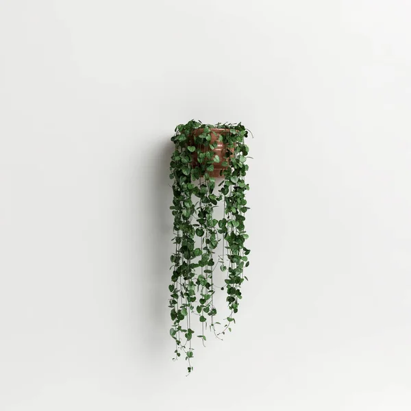 Illustration Wall Potted Plant Isolated White Background — 스톡 사진