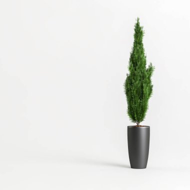 Beyaz arkaplanda izole edilmiş siyah saksıda 3D illüstrasyon cupressus