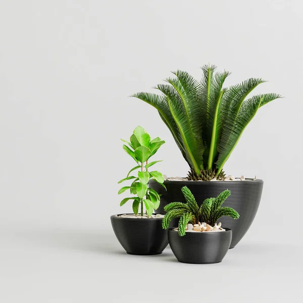 Illustration Plant Collection Black Potted Isolated White Background — Stock Photo, Image