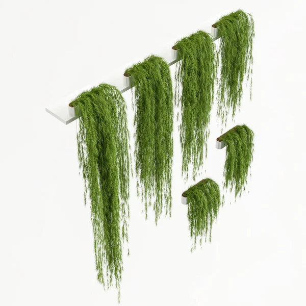 Illustration Murgröna Isolerad Vit Bakgrund — Stockfoto