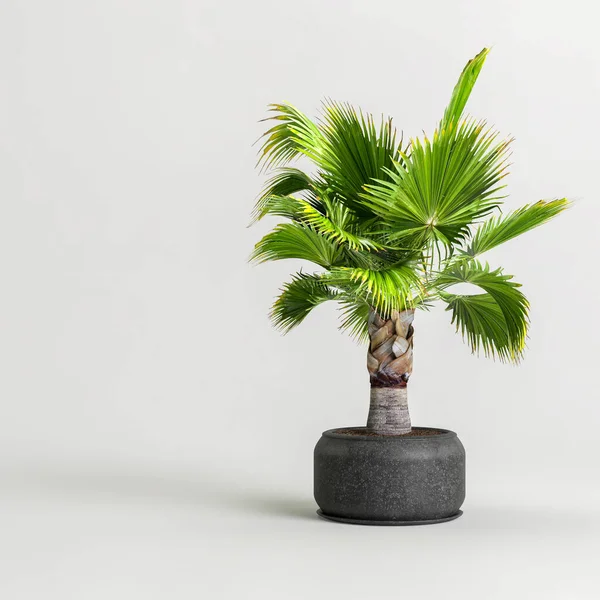 Illustration Palm Black Potted Isolated White Background — Stock Photo, Image