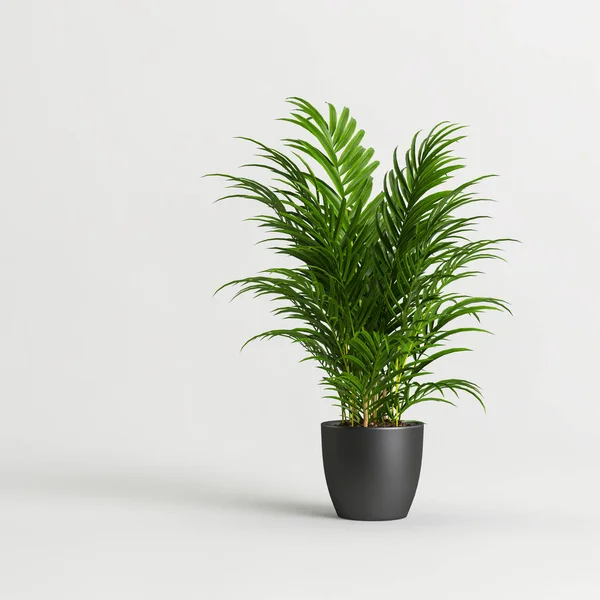 白色背景下孤立的黑色盆栽中棕榈的3D图解 — 图库照片