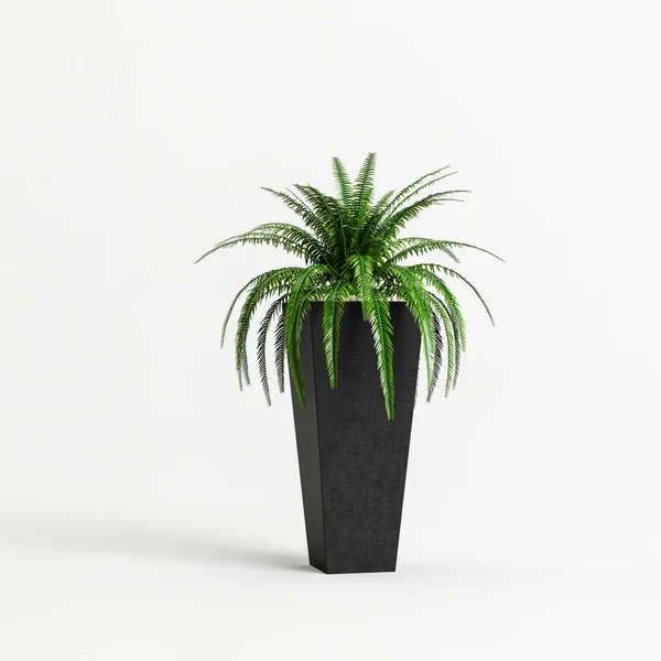 Illustration Plante Pot Noir Isolé Sur Fond Blanc — Photo