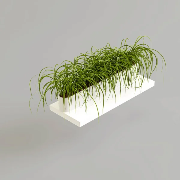 Beyaz arka planda izole edilmiş beyaz saksıdaki çimlerin 3D çizimi