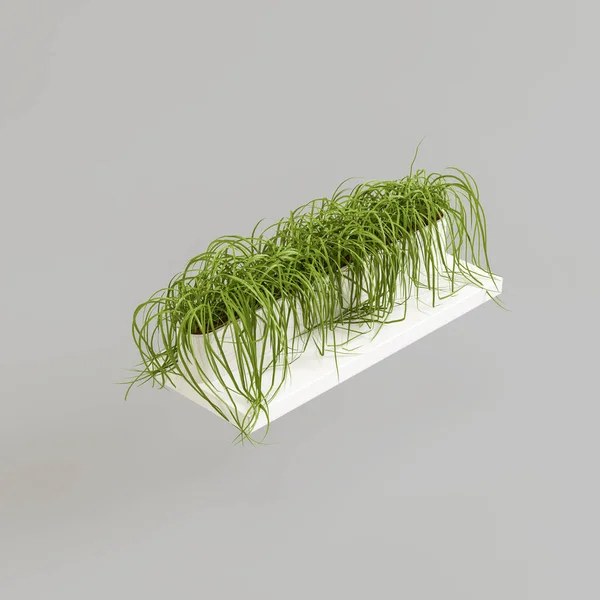 Illustration Herbe Pot Blanc Isolé Sur Fond Blanc — Photo