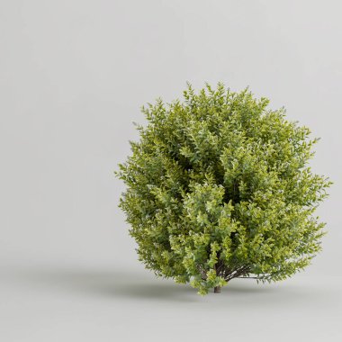 3D illüstrasyon çalılığı beyaz siyah zeminde izole edildi