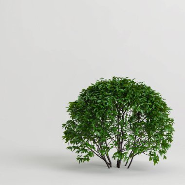 3D illüstrasyon çalılığı beyaz siyah zeminde izole edildi