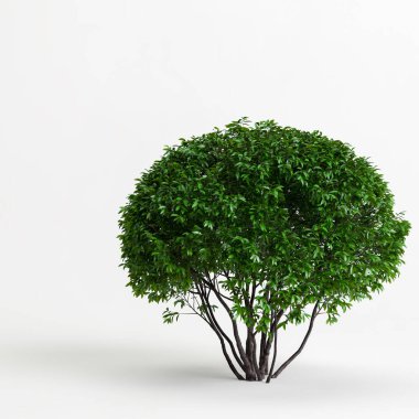 3D illüstrasyon çalılığı beyaz siyah zeminde izole edildi