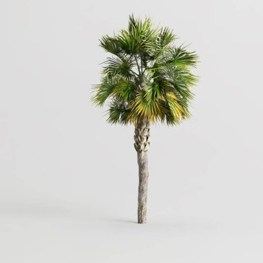 Beyaz arkaplanda izole edilmiş üç boyutlu palmiye resmi