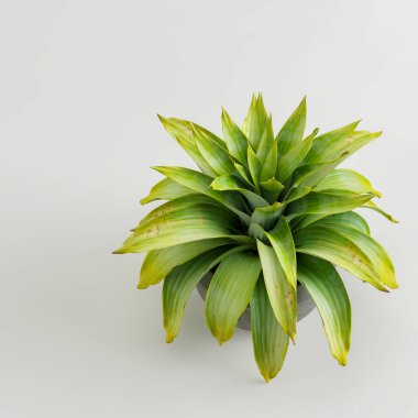 Modern saksılı kuş bakışı ev bitkisinin 3D çizimi