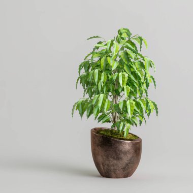 Modern saksıda beyaz arka planda izole edilmiş ev bitkisinin 3D çizimi