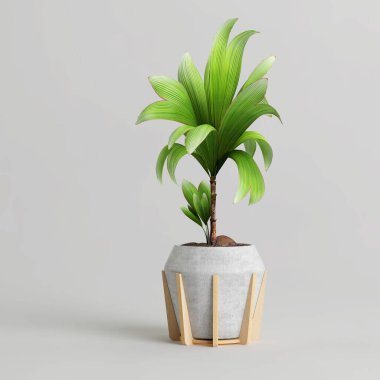 Modern saksıda beyaz arka planda izole edilmiş ev bitkisinin 3D çizimi
