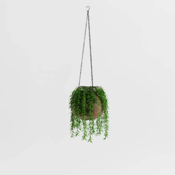 Illustration Hanging Plant Isolated White Background — 스톡 사진