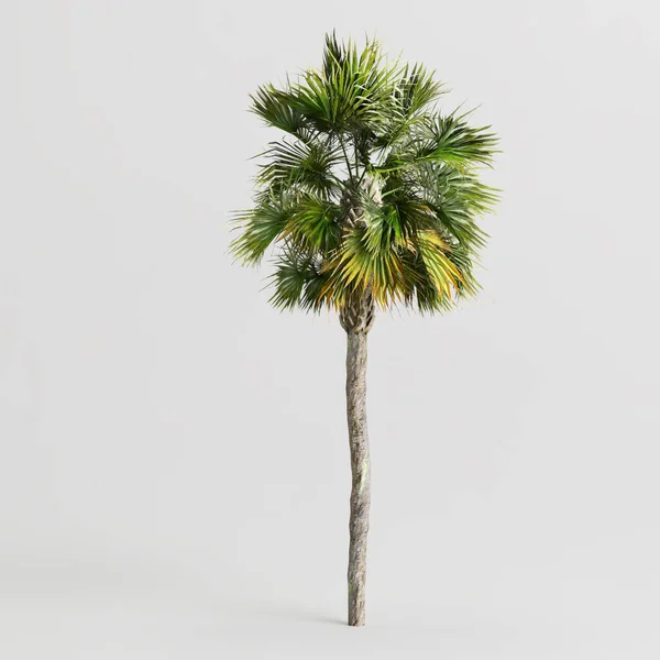 白色背景下孤立的棕榈树3D图解 — 图库照片